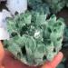 Natural Crystal Rough 300-400G Hot Weather Crystal Cluster Made from Chrysanthemum Green Mineral Processing - Buy Online on GoSupps.com