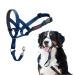 Halti head harness-prevents your dog from pulling on a leash simple adaptation light with a padded nose strap anti-train neck band for large dogs (size 4 cobalt blue) cobalt blue 4