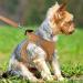 Joyal Reflective Dog Harness for Small Dogs - Soft Padded Air-Mesh Breast Dishes | Khaki Size S (38-42cm) - Ideal for Puppies - Buy Online on GoSupps.com