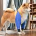 Dog Elbow Brace Protector 1 Pair Dog Elbow Brace Front Leg - Wear-Resistant Pet Protective Knee Pad for Dog Hip Joint Stain-Resistant Breathable Blue M - Buy Online on GoSupps.com