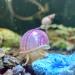 Snail-Licious Calcium-Rich Sinking Wafers for Snails and Freshwater Invertebrates 100% Natural Canadian Made - Buy Online on GoSupps.com