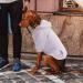 Amaone Waterproof Dog Coat - Winter Warm Jacket & Fleece Sweater for Puppies & Medium Dogs | Autumn Hoodie with Bag | Stylish & Cozy Pet Clothing - Buy Online on GoSupps.com