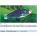 Sera Med Professional Protazole 100 ml - Effective Treatment for Fish Skin Parasites | Aquarium Medicine - Buy Online on GoSupps.com