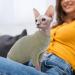 Buy Pumyporeity Cat Cotton Clothing - Warm Sweater Vest for Sphynx & Hairless Cats | Soft Jumper & Coat for All Sizes (Green L) - Buy Online on GoSupps.com