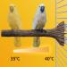 Zerodi Heated Bird Seat with Adjustable Temperature & EU Connector - Perfect for Birds & Hamsters - Buy Online on GoSupps.com