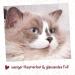 cdVet feliTATZ Organic Hairball Oil for Cats 50ml - Natural Hairball Relief Reduce Vomiting & Improve Digestion International Shipping Available - Buy Online on GoSupps.com
