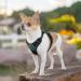 Eagloo Dog Harness for Small Dogs | Adjustable Durable Anti-Train Design with Reflective Strips | Ideal for Walking & Jogging - Dark Green XS (1 Pack) - Buy Online on GoSupps.com