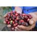 NOT THE SAME NOT THE SAME Coffee - Specialty Coffee Mexico 1 kg - Specialty coffee beans - freshly roasted for espresso and Italian coffee - Producer - La Tribu - Chiapas - Buy Online on GoSupps.com