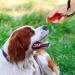 Profi Clicker Dog Training Kit - 16-Piece Set for Dogs Cats & Horses - Hand Loop & Big Button - Buy Online on GoSupps.com