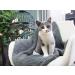 Furrybaby Premium Fluffy Fleece Dog Blanket - Soft & Warm Pet Throw for Dogs & Cats | Small 24x32 Grey Blanket - Buy Online on GoSupps.com
