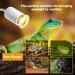 Buy Sunshine Smile Turtle Heat Lamp 25W & 50W - Ideal for Reptiles & Turtles - 2PCs Terrarium Lamp - Buy Online on GoSupps.com