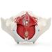 Buy Medical Anatomical Female Pelvis Model - 6-Part Life Size with Removable Organs - International Shipping Available - Buy Online on GoSupps.com