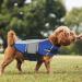 Alagirls Dog Lifebarf & Reflective Pet Security Vest - Adjustable Swimming Coat for Small & Medium Dogs | Rescue Handle | Blue (Chest 58-68cm) - Buy Online on GoSupps.com