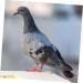 Sosoport 500 Pcs Pigeon Anklet Parrot Bird Chicken Id Bands Numbered Bands Label Meat Pigeon Abs 1.3X1.2X0.7CMx5pcs Colorfulx5pcs - Buy Online on GoSupps.com