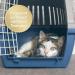 Felisept Home Comfort Catnip Spray 100ml - Natural Sedative & Anti-Scratch Solution for Cats - Buy Online on GoSupps.com