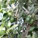 Buy PRIMAVERA Organic Jojoba Oil 100 ml (2 x 50 ml) - Premium Quality International Shipping Available - Buy Online on GoSupps.com