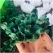 Natural Crystal Rough Crystal Cluster Natural Green Ghost Phantom Quartz Crystal Cluster Specimen (Size : 700-800g) - Buy Online on GoSupps.com