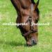 2x Heunetz Horses - Extra Tightly Mesh Hay Feeding Network with Free Carabiners | 4.5 kg Dark Blue for Improved Digestion & Well-Being - Buy Online on GoSupps.com