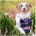 Snackomio Premium Chicken Chewing Bones for Dogs - 120g - Healthy Kausnack for All Breeds - International Shipping Available - Buy Online on GoSupps.com