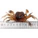 3Pcs 3D Simulation Crab Soft Lures with Sharp Double Hooks for Sea Fishing - Style3 - Buy Online on GoSupps.com