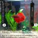 SunGrow 10W Halfmoon Betta Heater for Small Tanks - Fully Submersible, Energy-Efficient, Preset Temperature, Suction Cups Included - Buy Online on GoSupps.com