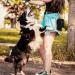 Portable Dog Walking Treat Bag with Feces Bag Dispenser - Black | Hands-Free Faecal Bag Holder for Easy Leash Use - Buy Online on GoSupps.com