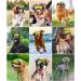 Lewondr UV Safety Sunglasses for Dogs | Windproof Waterproof Anti-Fitting Glasses for Medium & Large Dogs | Adjustable Rubber Band & Sponge Cushion - Black Single Lenses - Buy Online on GoSupps.com