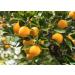 L'Occitane Citrus Verbena Shower Gel 8.4 Fl. Oz. - Refreshing Citrus Scent | Gentle Cleansing Formula - Buy Online on GoSupps.com