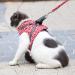 Etopars Cat Dishes & Leash Set - Adjustable Cat Vest & Jacket for Kittens - Ultra-Light Outbreak-Proof Cat Harness - XS Red for Pets & Puppies - Buy Online on GoSupps.com