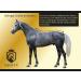 Equilyx Sweat Ceiling Horse Blanket - Perfect Fit Fleece Moisture Absorbing Breathable Transport Cover in Royal Blue (145) | International Shipping - Buy Online on GoSupps.com