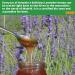 Antonio's 500g Raw Certified Organic Lavender Honey - Pure Natural Honey/The Raw Honey Shop - Buy Online on GoSupps.com