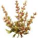 Crassula Pagoda Village 4 inch | Unique Live Succulent Collection | Fully Rooted Indoor House Plant - Buy Online on GoSupps.com