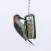 C&S Wild Bird Double Suet Basket  2.7" D x 5.3" W x 5.2" H - Buy Online on GoSupps.com
