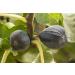 Organic Dried Black Mission Figs - High Fiber Gluten-Free Snacks, Non-GMO & Kosher - Grown in California - Buy Online on GoSupps.com