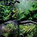 Zerodis Reptile Mist Sprinkler System - Adjustable Cooling Nozzle for Tropical Forest Tanks - Buy Online on GoSupps.com
