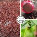 Les Voies Epicees-Dark Red Kampot Pepper - 100g- Extreme Maturation - Intense Flavors - Rare Pepper - Whole Peppercorns - Buy Online on GoSupps.com