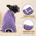 Buy Axcimond Long-Sleeved Dog Body - Post-Op Wound Protection for Small & Medium Dogs | Alternative to Cone - XL Purple - Buy Online on GoSupps.com