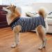 Doton Hospital Suit for Dogs & Cats - Wound Protection Medical Clothing for Puppies | After Surgery Recovery | Comfortable Replacement Collar & Cone (S Blue Striped) - Buy Online on GoSupps.com