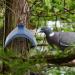 Shop Iplusmile Bird Cage Accessories: 30pcs Pigeon Perch & Toys for Robstalls Support | International Shipping - Buy Online on GoSupps.com