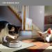 Reopet Silicone Pet Feed Mats - Waterproof Dog & Cat Mats with Elevated Edges | 71 x 45 cm | Durable Easy Clean Space Solutions - Buy Online on GoSupps.com
