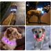 Nepfaivy Luminous Hand Hund USB Charging Waterproof Dog Collar - Adjustable LED Collar with 3 Lighting Modes for Safety - Blue Silicone - Buy Online on GoSupps.com