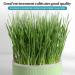 Anulely Cat Grass Plant Container - Earth-Free Sprouter Tray for Indoor Cats & Pets | Stylish Green Home Decor - Buy Online on GoSupps.com