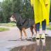 Waterproof Dog Coat with Hood & Dishes for Small to Medium Dogs | Reflective Windproof Rain Jacket - Mosucoirl - Buy Online on GoSupps.com