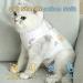 Clrybo Katzenbody for Cats - Post-Surgery Recovery Shirt | Medical Surgical Suit for Cats (Size S) - Buy Online on GoSupps.com