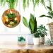 Tondiamo Succulent Cactus Candles | Scented Decorative Votive Candles for Home Weddings & Gifts | 3.15 inch Terrarium Plant Candles - Buy Online on GoSupps.com