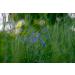 Speedwell Herb Tea | Veronica Officinalis L | V ronique Officinale Herbe Tisane | Health Embassy (50g) - Buy Online on GoSupps.com