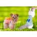 Small Dog Polka Dot Dress with Bow Skirt - Blue & Orange (S Size) - Buy Online on GoSupps.com