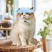 Fischerhut for Dogs & Cats | Adjustable Outdoor Fishing Hat for Small Pets | Sun Protection Costume - Buy Online on GoSupps.com