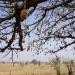 Baobab Oil 210 ml | Handcrafted 100% Natural Wild-Harvested Unrefined & Cold-Pressed | International Shipping - Buy Online on GoSupps.com