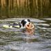 Trixie Dog Swimming Vest M: 45 cm (Up to 30 kg) - Fast-Drying Neon Yellow Rescue Vest with Handle for Safe Water Activities - Buy Online on GoSupps.com